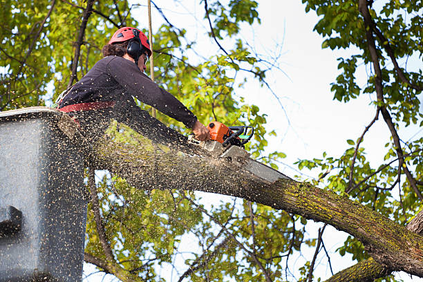 Air Force Academy, CO Tree Services Company